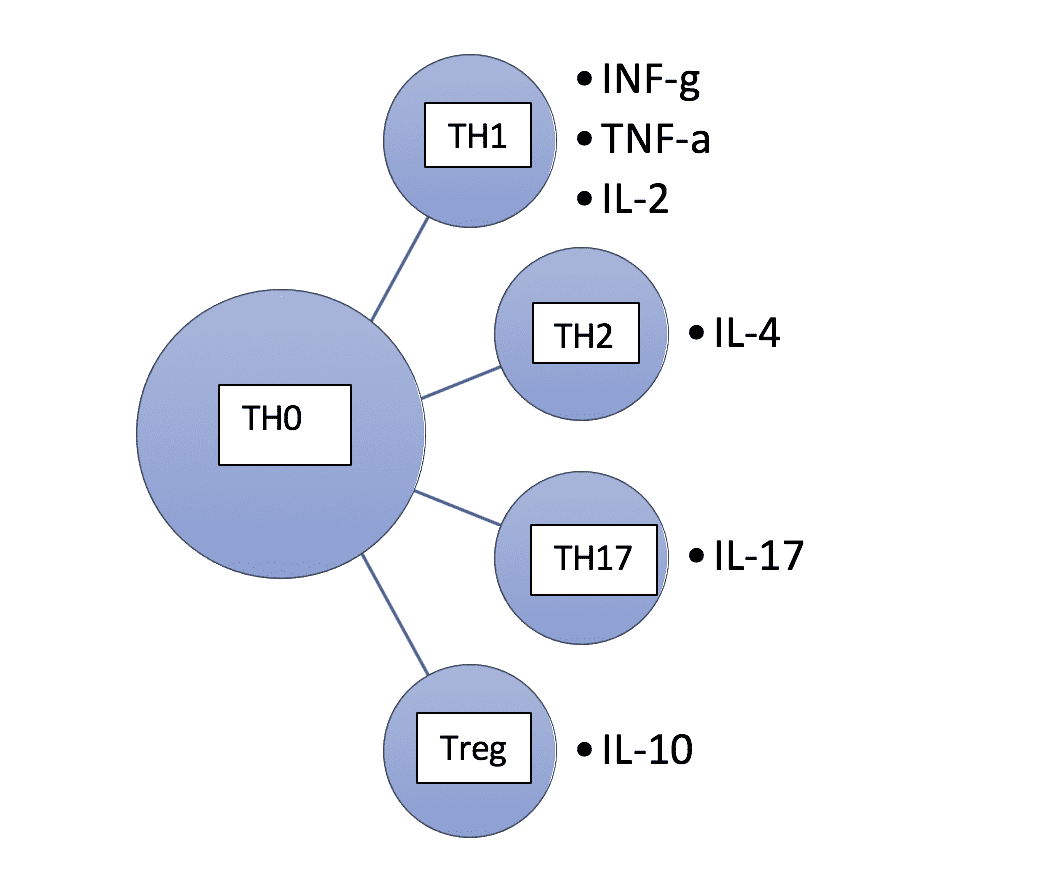 Die TH1/TH2-Immunbalance - Immunfood - Laura Burau